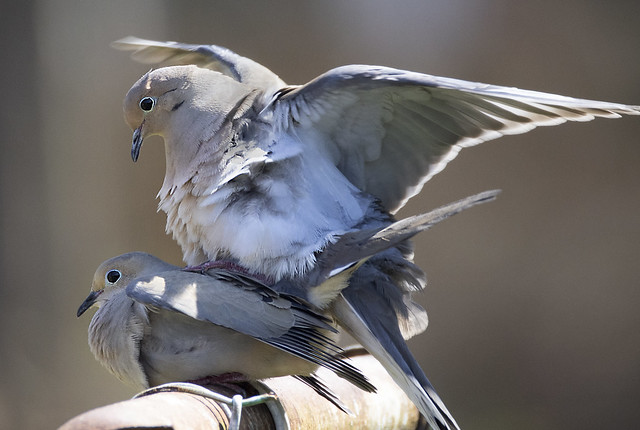 Doves mating -  Hampton Roads  -  Virginia