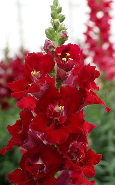 DoubleShot™ is a new series of tall garden F1 snapdragons with beautiful open-faced double flowers on strong, heavily branched plants. They produce flower stems in succession all through the growing season.