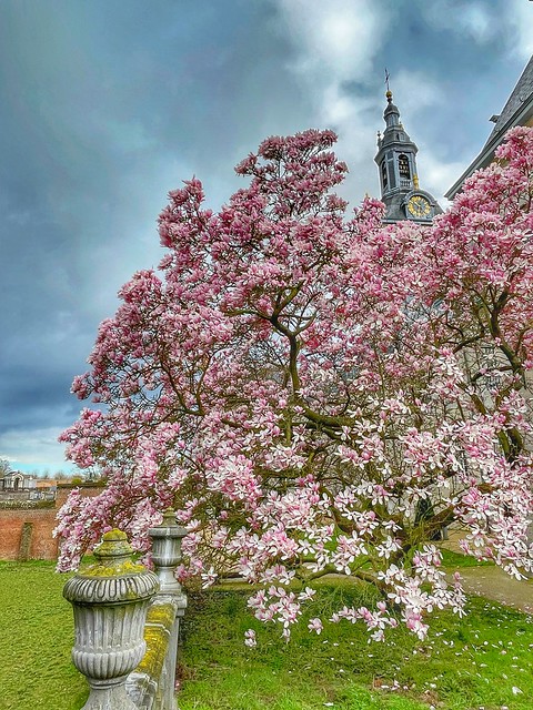 Blooming magnolia coloring the garden of Parcum @Abdij van Park in Heverlee (Leuven)