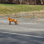 Fox Crossing A fox tries to cross busy Route 48 in the middle of the afternoon!