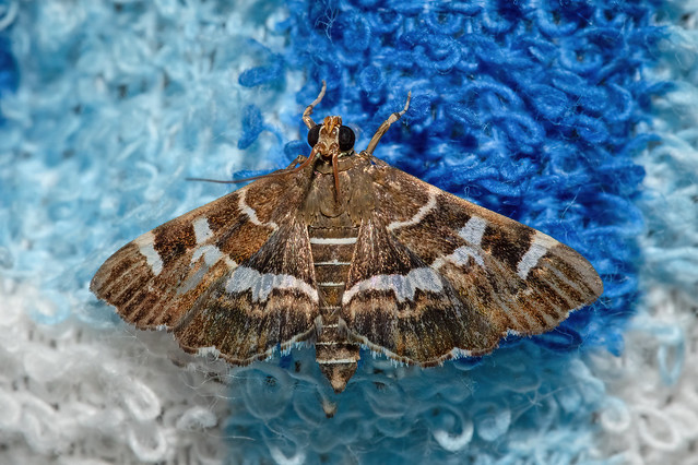 Mariposa (Hymenia perspectalis)