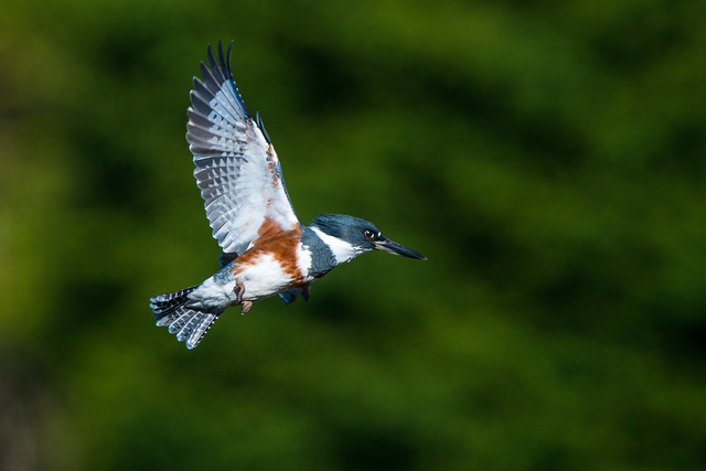 1501_3214 Belted Kingfisher
