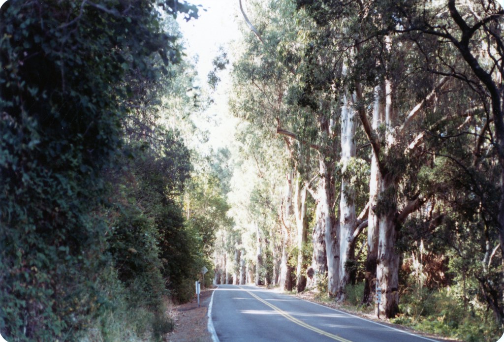 Road near Redwood Forest in California 7-1981