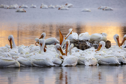 Pelicans at Sunrise by KenzoPan, Cook County, IL