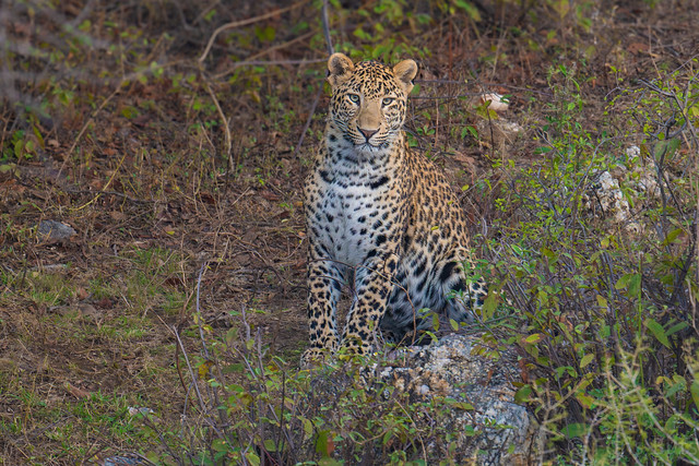 surprise sighting of a Leopard at dusk