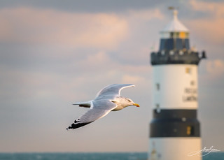 Seagull at sunrise, Penmon Point and Lighthouse, Ynys Môn, North Wales