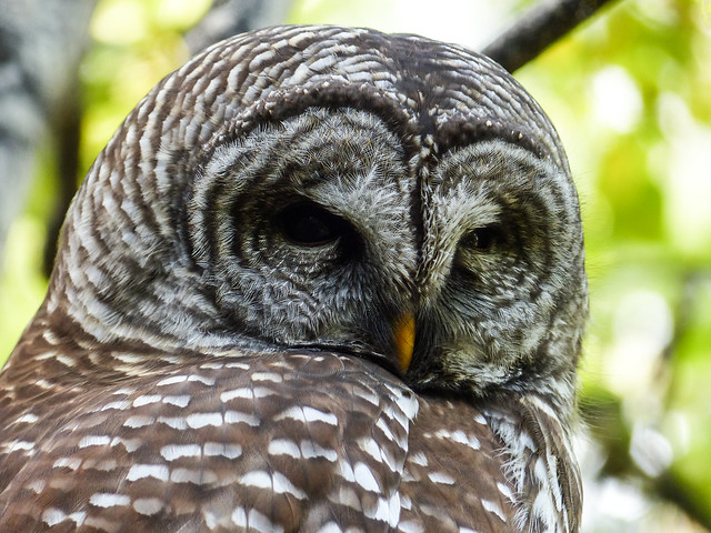 Barred Owl / Strix varia, Calgary Zoo, 2014