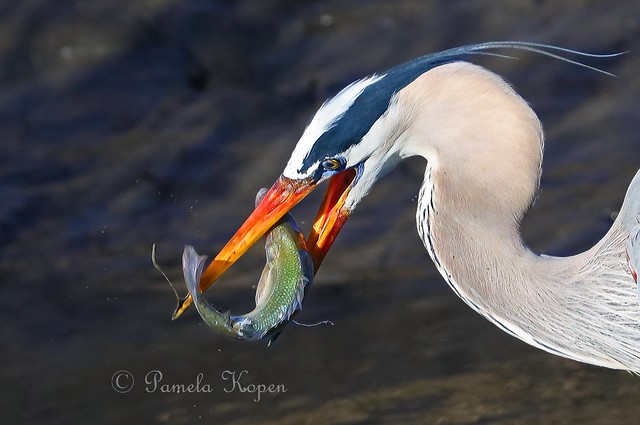 Late afternoon meal, Great Blue heron with fresh catch