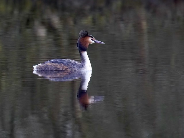 Reflections of the Great Crested Grebe