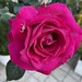 Baronne de Rothschild Pink Rose