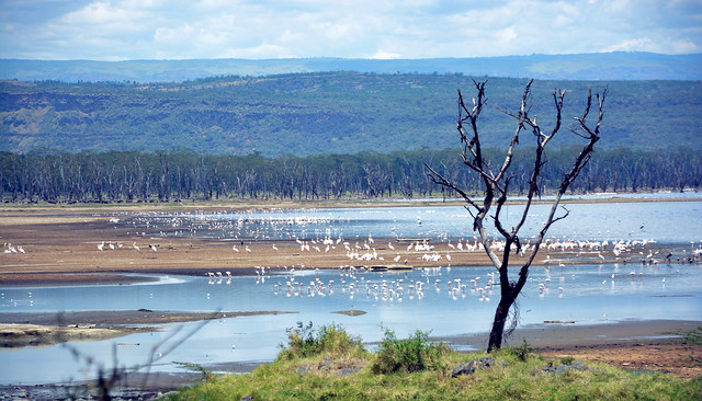 Flamingos │Lake Nakuru, Kenya〈Explored〉