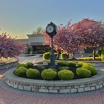 May 11, 2023: Cherry trees in bloom at University Plaza, Amherst, New York It&#039;s a profusion of pink at University Plaza in Amherst, New York, with blooming cherry trees framing the vintage-style street clock that marks the shopping center&#039;s western entrance.