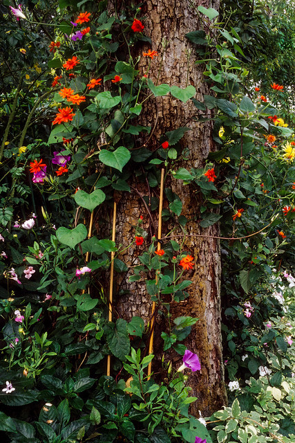 Flowering vines climbing a pine tree in Monet’s garden, film 1993, Giverny, France