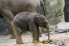 Asiatischer-Elefant (Elephas maximus)