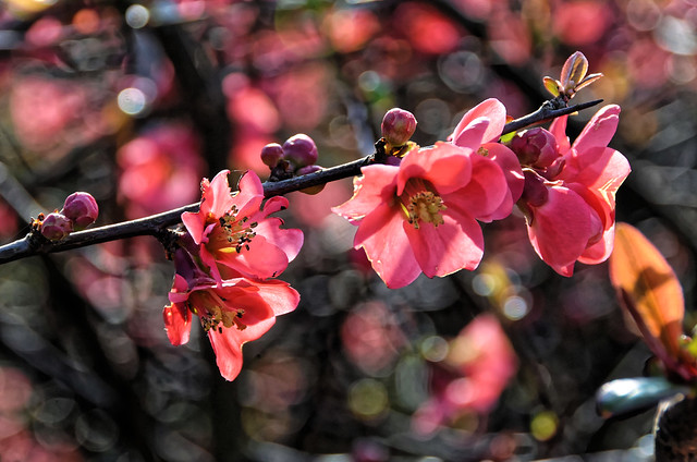 Un air de printemps à Compiègne - Cognassier du Japon