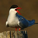 The Arctic Tern