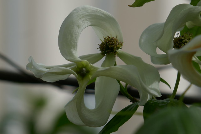 Cornus disciflora, USA