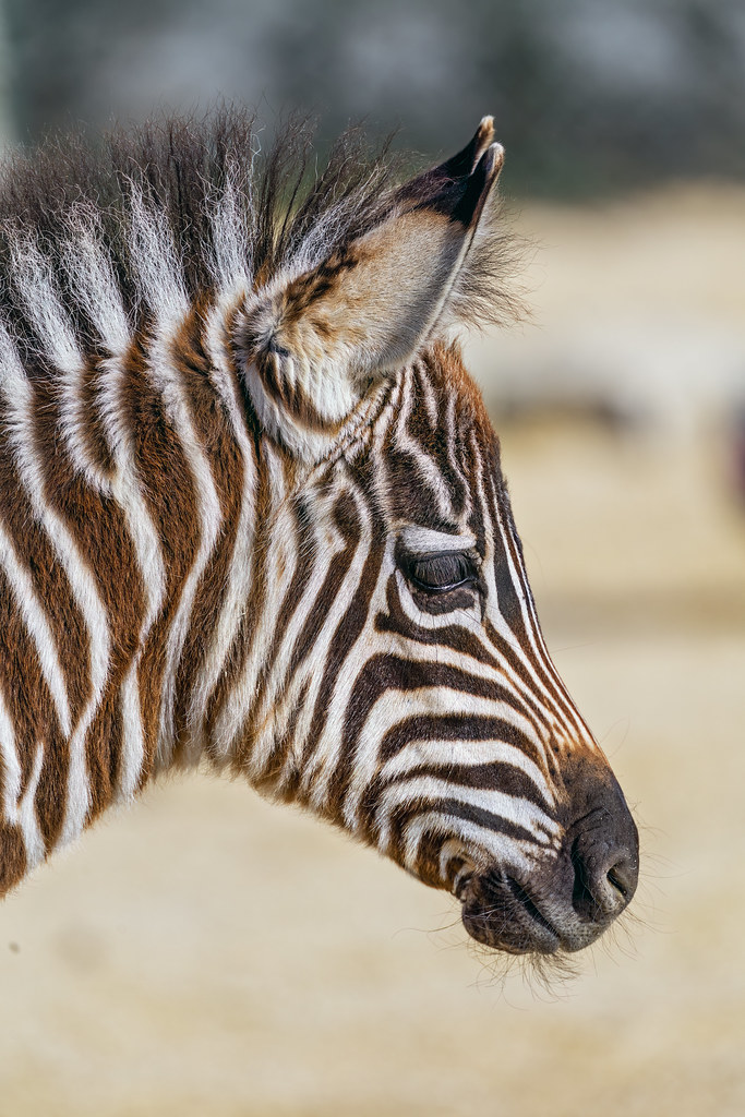 Profile of a young zebra