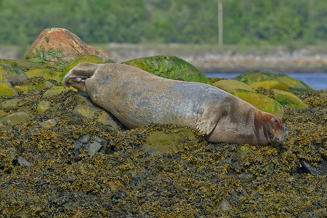 Морской заяц, Erignathus barbatus, Bearded Seal