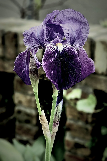 An Evening Iris
