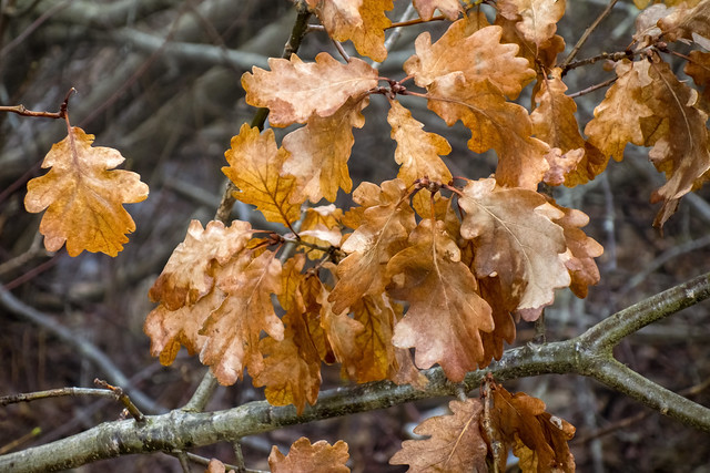 Dead sessile oak leaves in Brastad