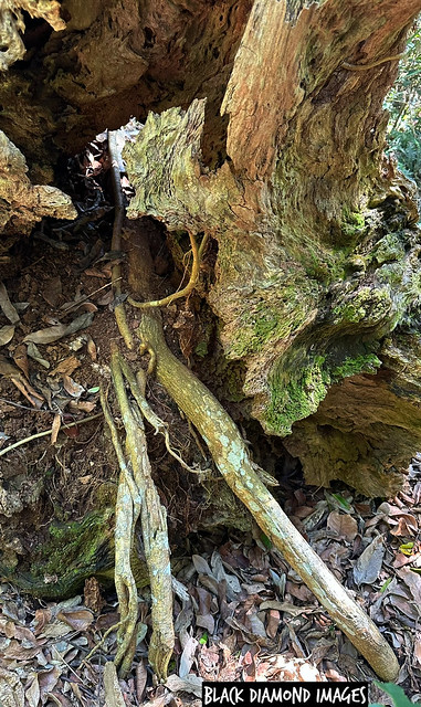 Ficus rubiginosa - Port Jackson Fig