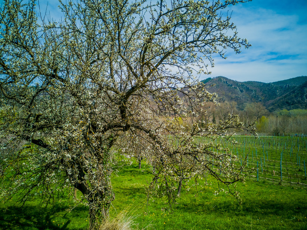 Apricot blossom in Wachau, Lower Austria.