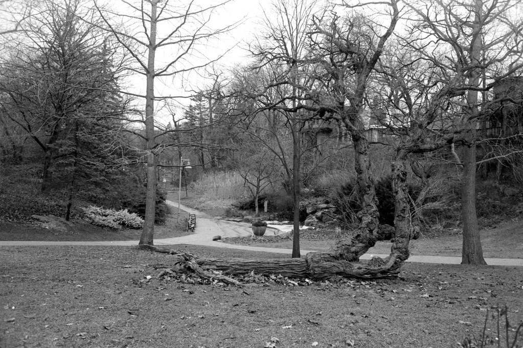 Ivan Forest Gardens Mar 2024