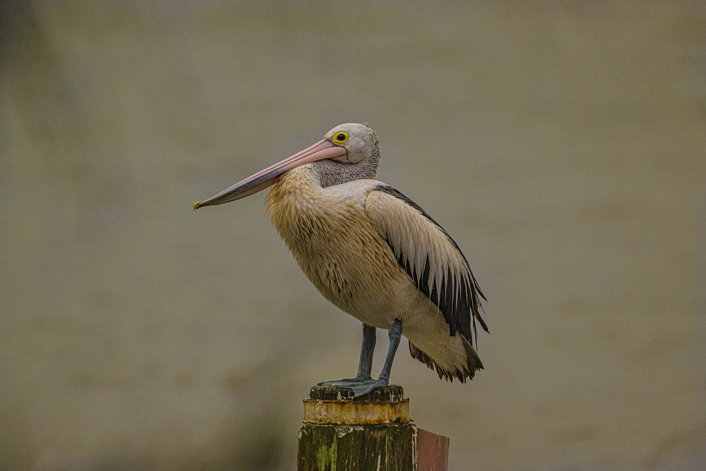 pelican toukley central coast.