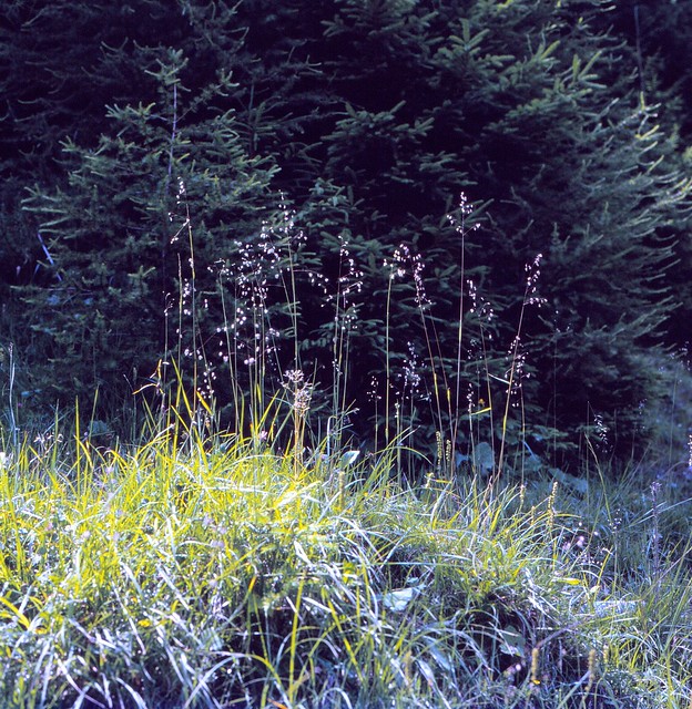 Briza media L. Gewöhnliches Zittergras Common Quaking Grass