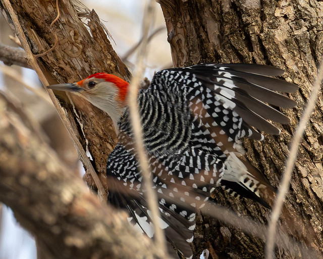 Red-bellied Woodpecker departure