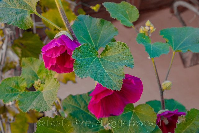 Hollyhocks Blooming in Headquarters area of in Bandelier National Monument