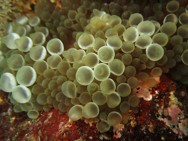 Bubble tip sea anemone (Entacmaea quadricolor)