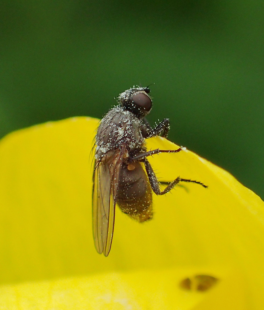 Chiastocheta species female - Malham Tarn, Yorkshire 2018a… | Flickr