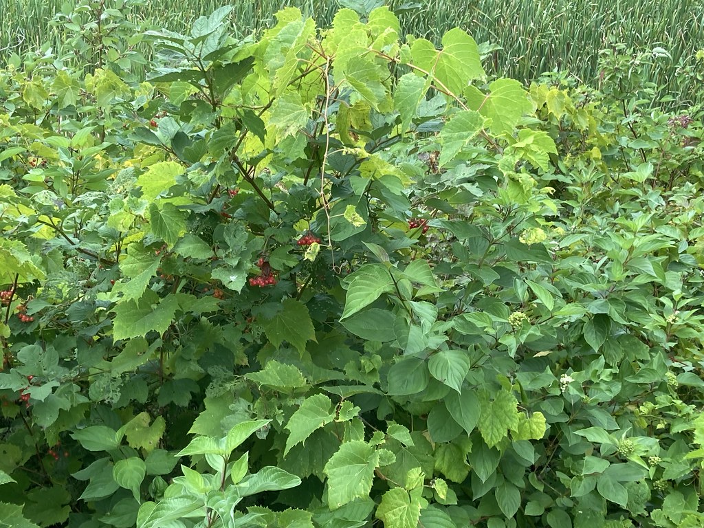 “Wildflowers , vines, trees and berries at the waterfront trail on Lake Ontario in Squires beach , Martins photographs , Ajax , Ontario , Canada , August 23. 2023”