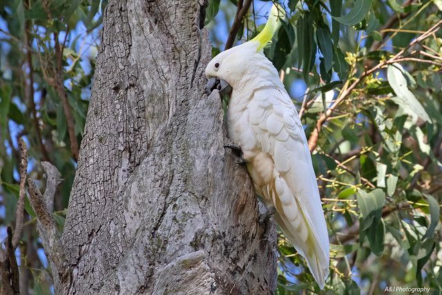 sulphur-crested cockatoo 23-03-2024 Brisbane Queensland Australia