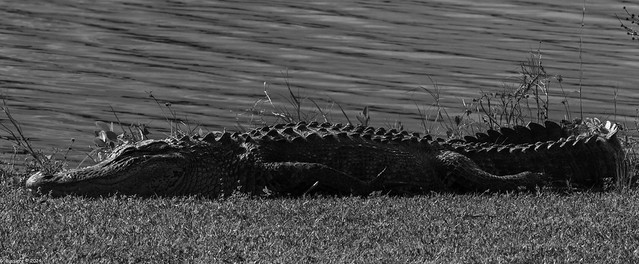 Alligator at an Everglades campground