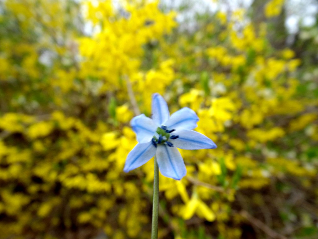 Blue Little Flower in Yellow Forsythia Bush