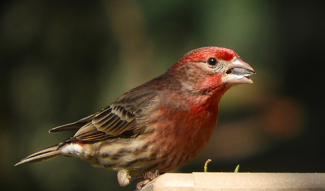 A House Finch in Good Lighting
