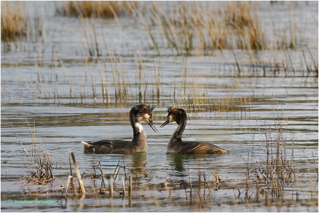Two Grebes