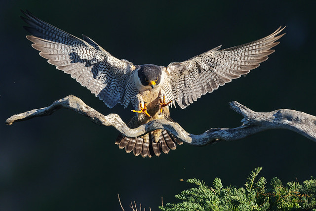 Out of shadow into light (peregrine falcon)