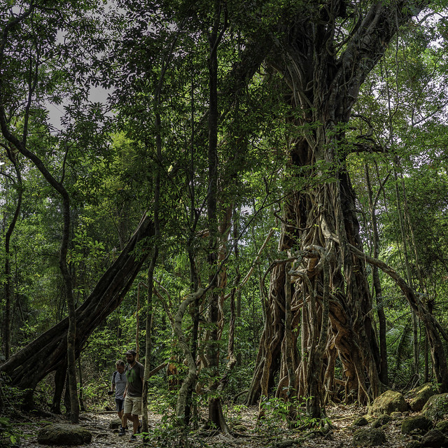 Lowland tropical forest in Cat Tien National Park