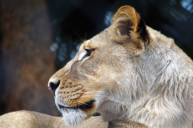 Lioness Portrait (Panthere leo)