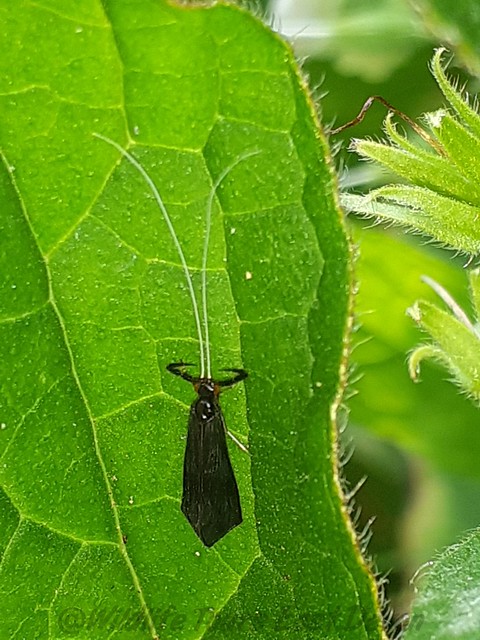 Caddisfly , Mystacides azurea