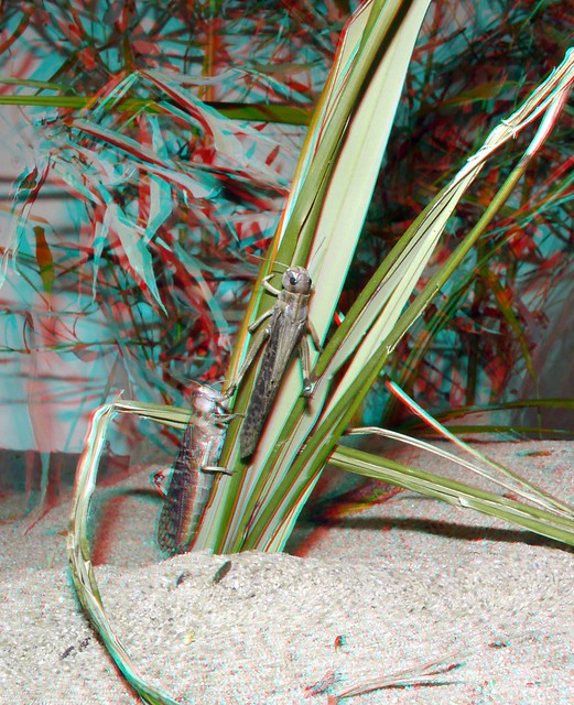 Grasshoppers Blijdorp Rotterdam 3D