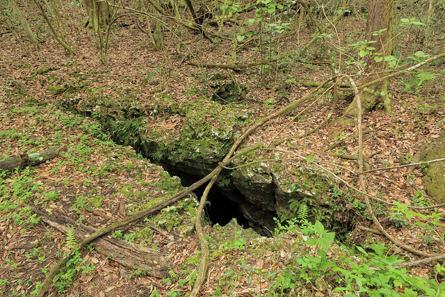 Vulture Cave, Withlacoochee State Forest, Citrus County, Florida 1