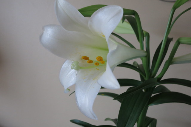 IMG_1797 Easter Lily