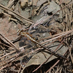 Weymouth clubtail Ashy Clubtail - Phanogomphus lividus (male)