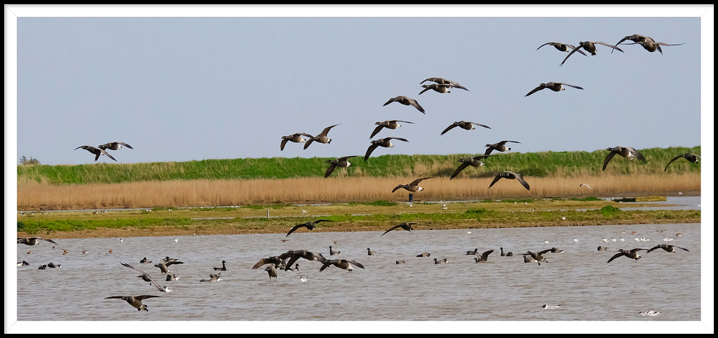 Brent Geese @ Titchwell rspb Norfolk