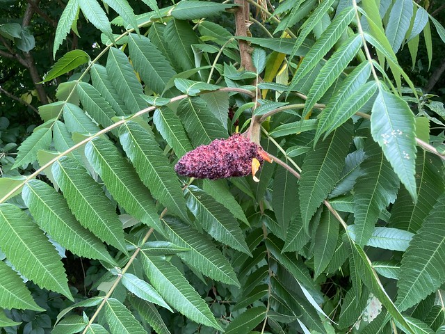 “Staghorn Sumac trees with its beautiful leafs on Duffins trail in Discovery bay , Martins photographs , Ajax , Ontario , Canada , August 15. 2023”